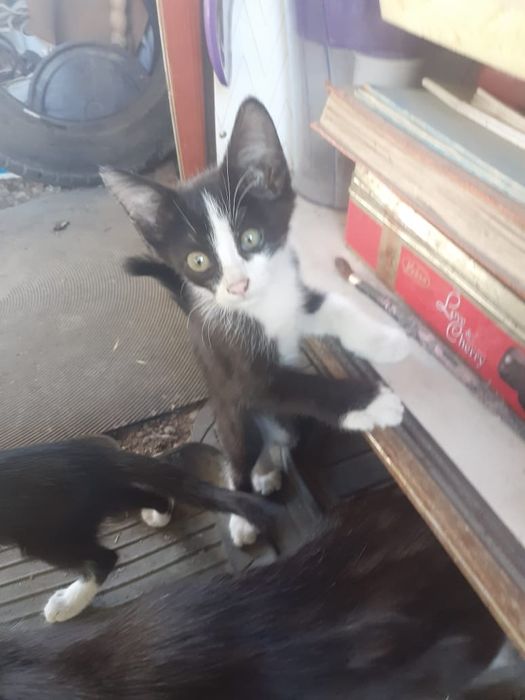 Отдам котят в добрые руки