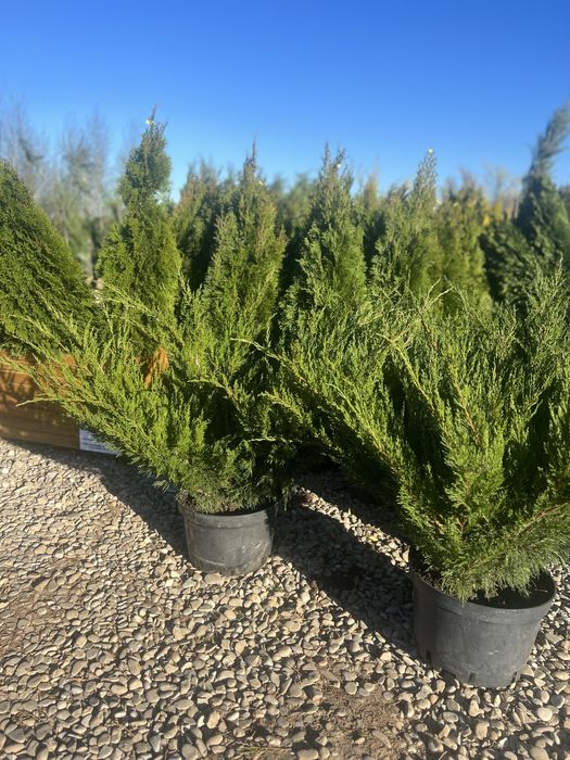 Plante ornamentale de orice specie