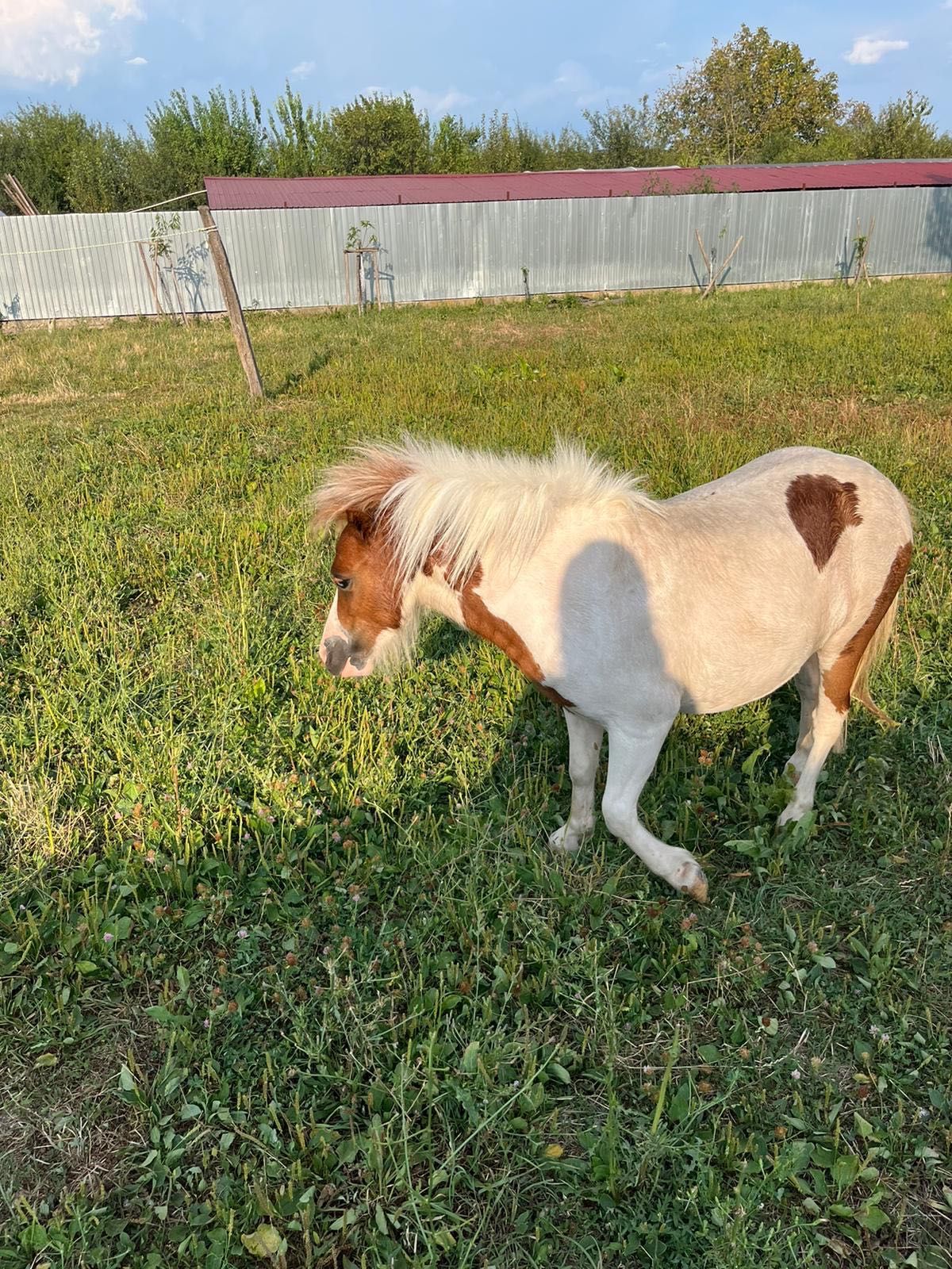 Vând ponei frumoși