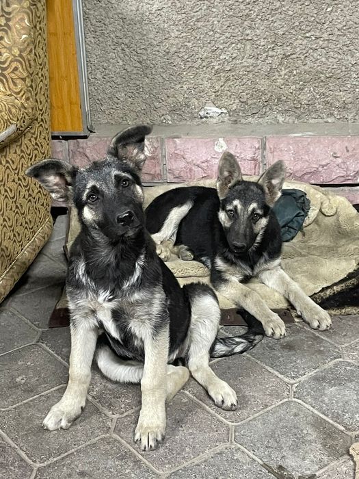 Щенки ВЕО (восточноевропейская овчарка) от рабочего кобеля с документа