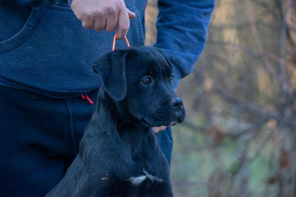 Cane corso femela 4 luni