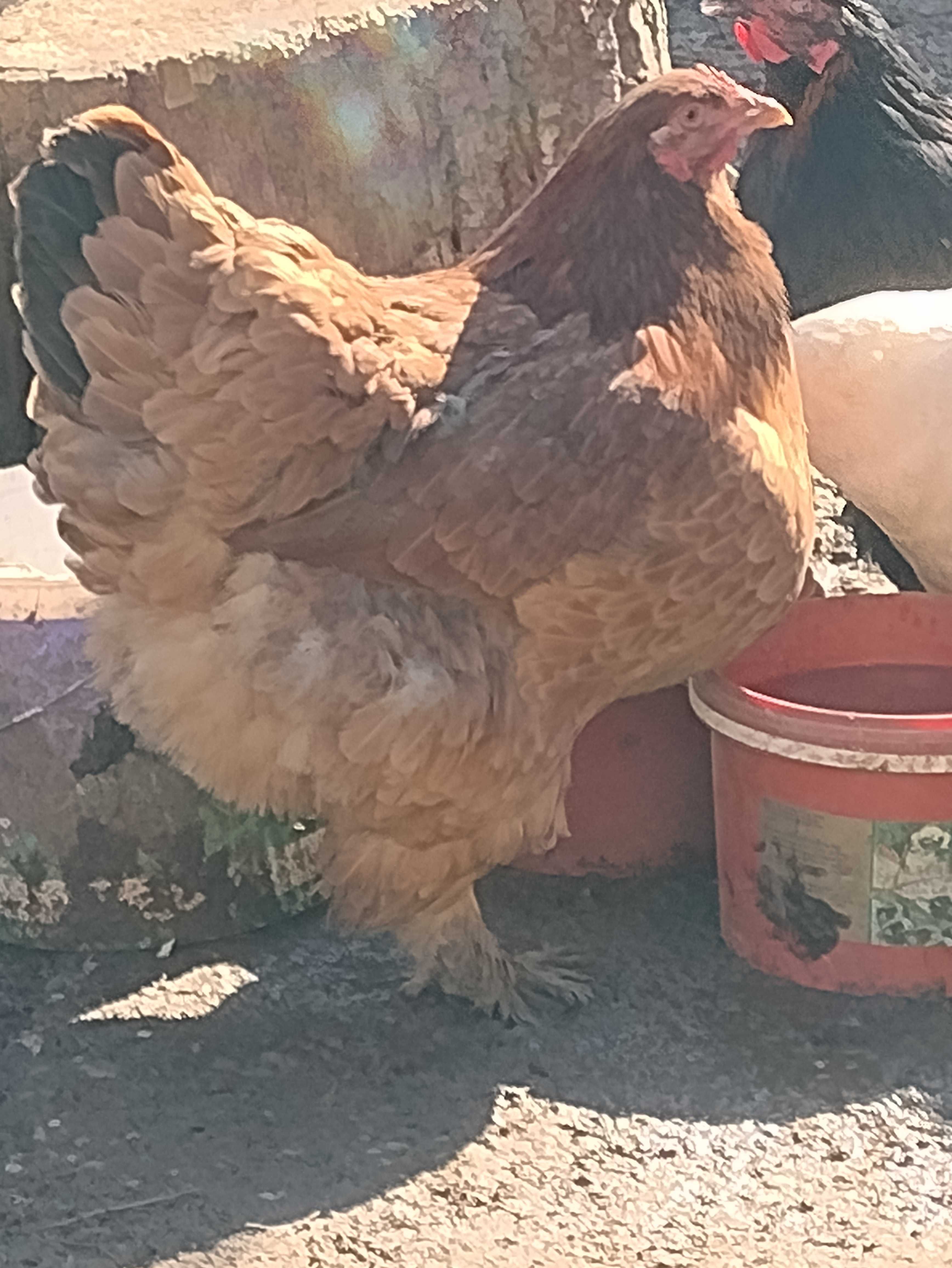 Oua incubație brahma urias