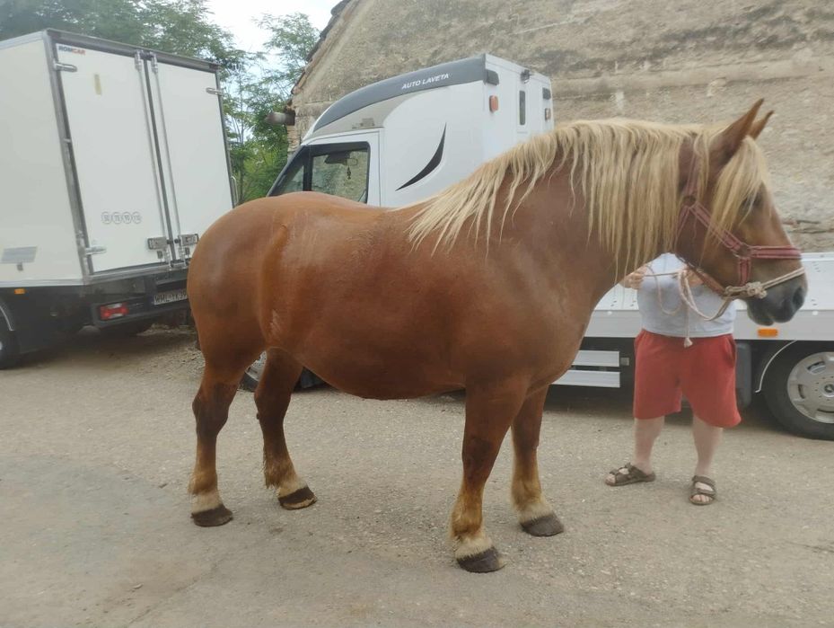 Iapa de  vânzare de 5 ani