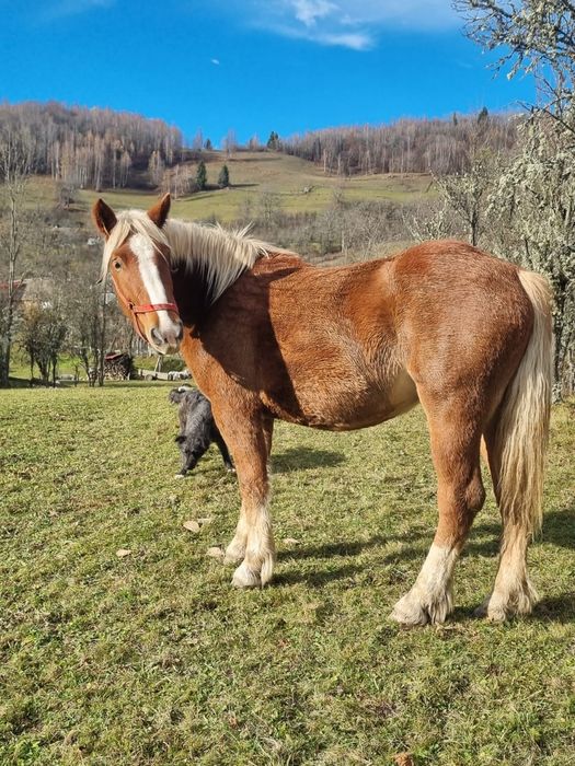 Manza de 2 ani jumătate