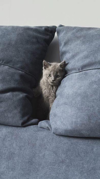 Продаю котенка, 3,5 месяца, мальчик
