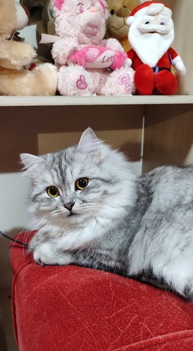 Сибирски  котета (сребърно