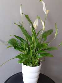 Spathiphyllum ,alb