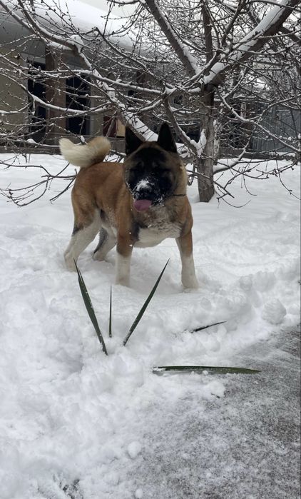 Акита срочна Акита