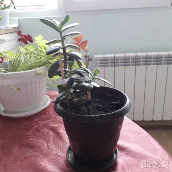 Стайни цветя - Коледничета