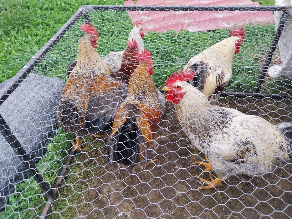 Cocoși  de vânzare