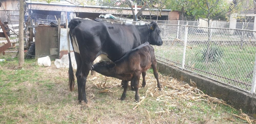 Vaca cu vitea rasă Angus