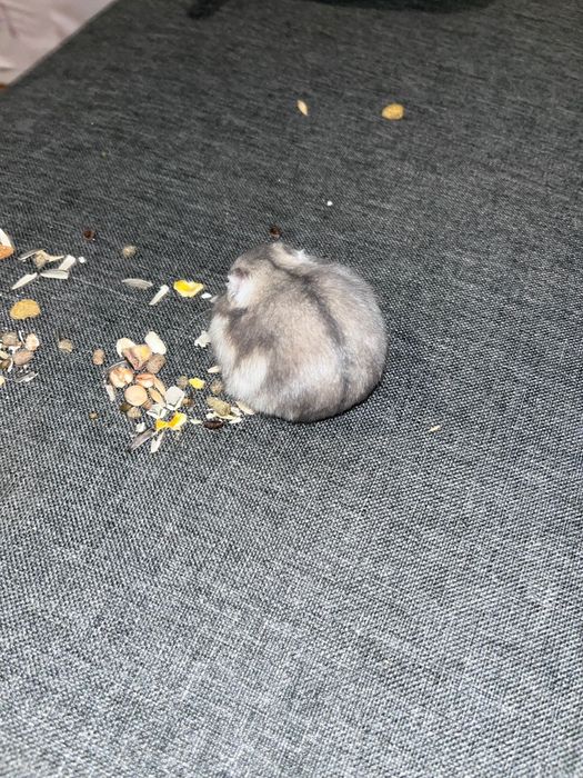 Hamsteri la 12 lei bucata