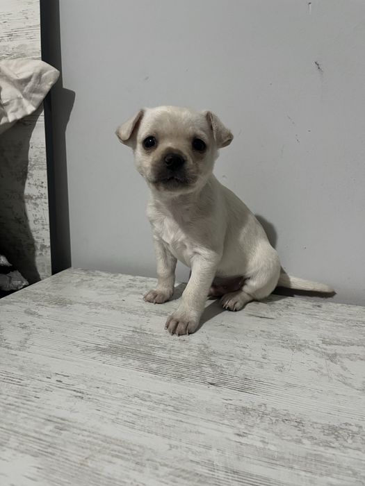 Продавам чухуахуа