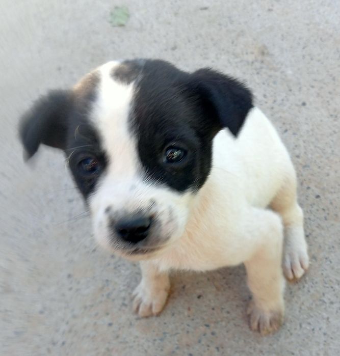 Щенки в добрые руки Ташкент