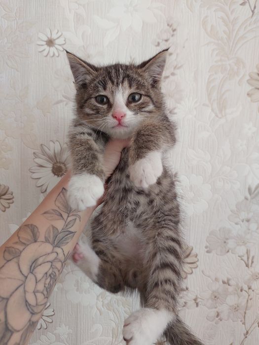 Отдам котёнка, мальчик