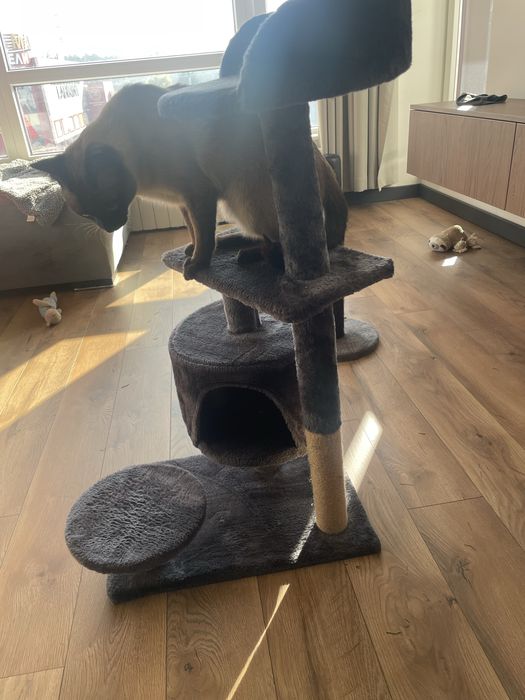 Котешка катерушка