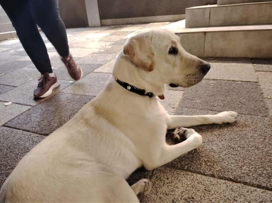 OFERTĂ! Labrador Retriver, baietel, la un pret modest.