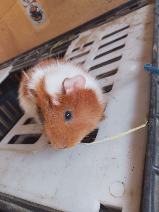 Vând porcușor de guineea femela