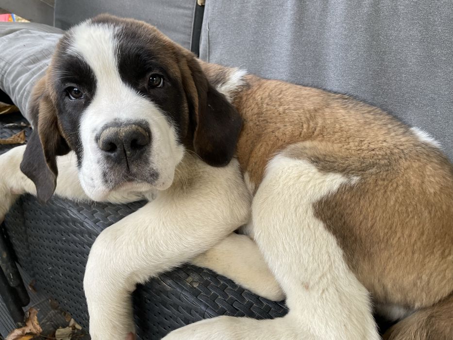 Femela Saint Bernard cu pedigree - par scurt