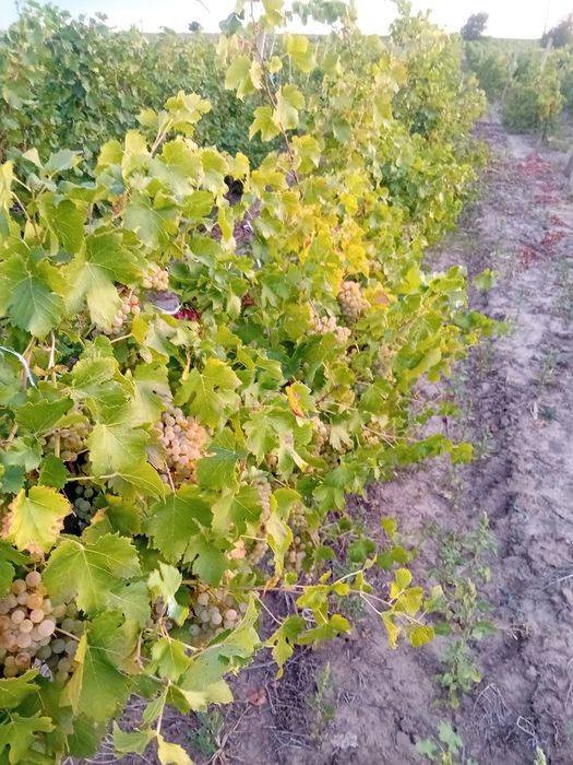 Vând struguri de vin