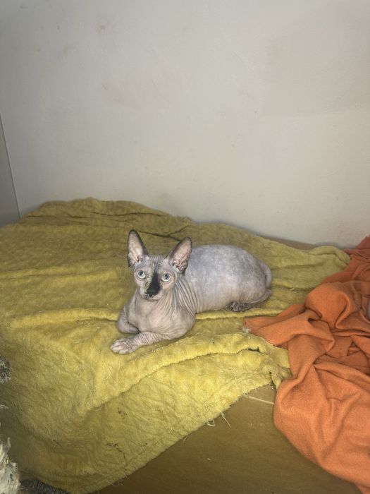 Канадски сфинкс котенца женски