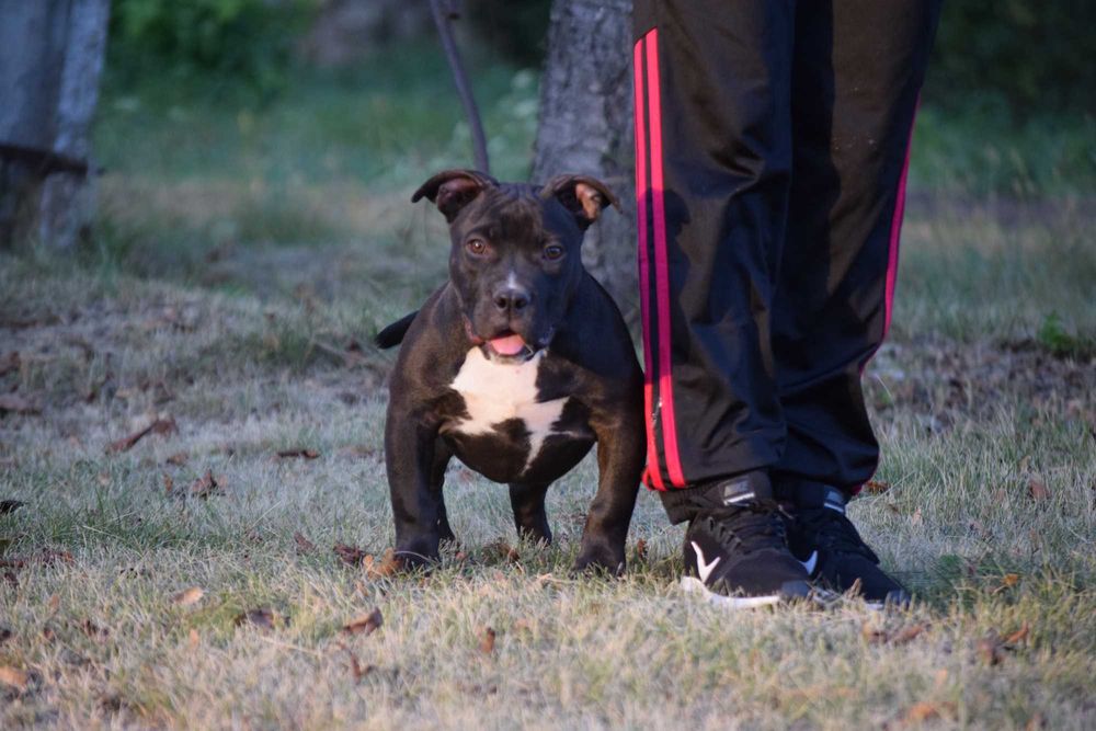 American Bully femela pedigree ABKC