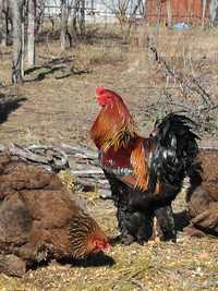 Brahma porțelan, potârnichiu, mii de flori, cochinchina pitic bobat