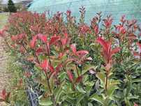 Laur Englezesc / Photina Red Robin / Leylandii / Gard viu
