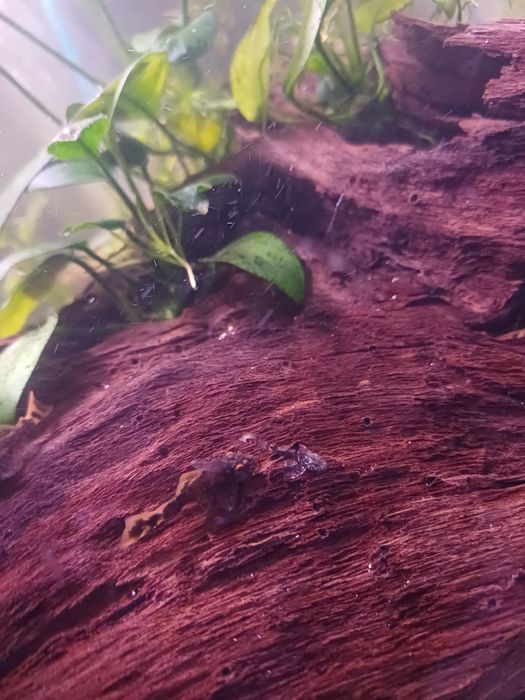 Pui ancistrus calico,melci,pleco