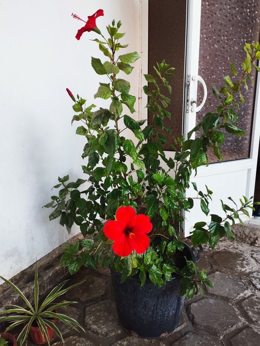 Gul sotiladi 80ming sum