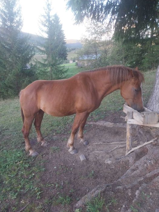 Schimb iapa cu animale