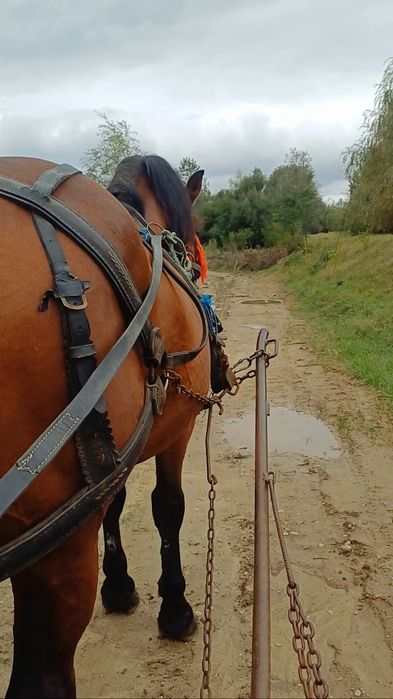 De vânzare cal castrat!