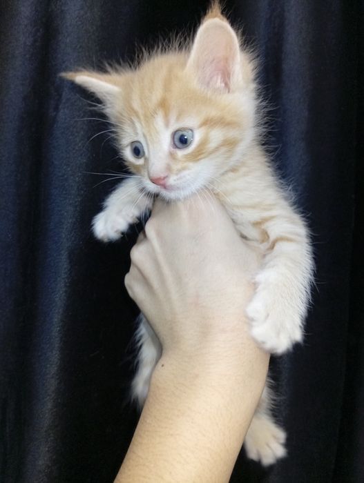 Милые котята в добрые и заботливые ручки