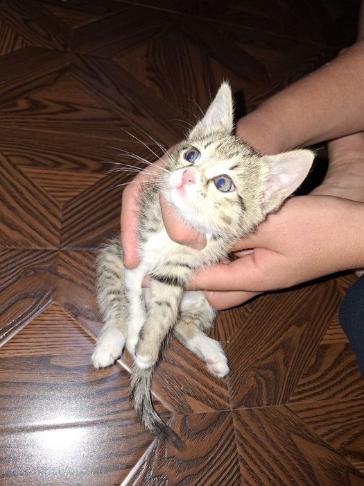 Отдам бесплатно в добрые руки котят