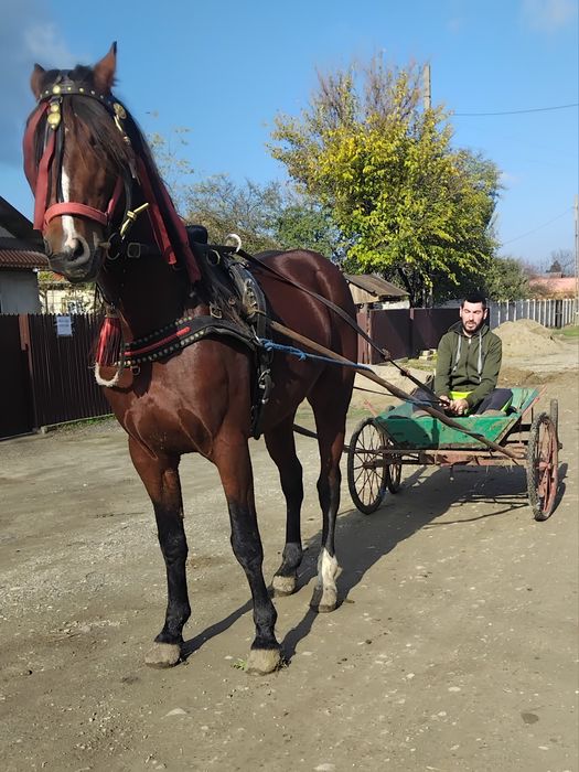 De vânzare armăsar metis de trapas