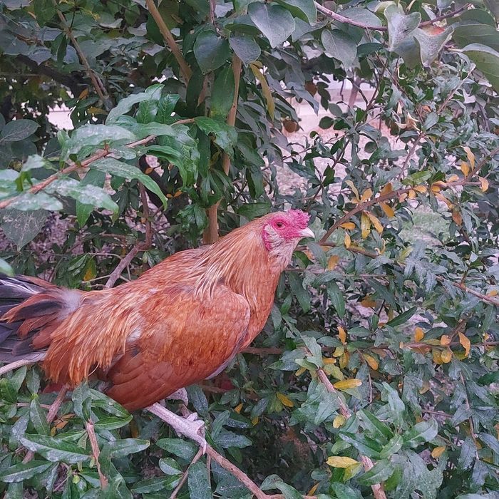 Xoʻroz sotiladi  narxi 100ming