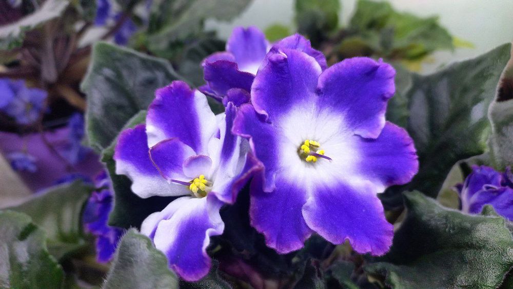 Fiyalka gullari detkasi arzon narxlarda sotiladi