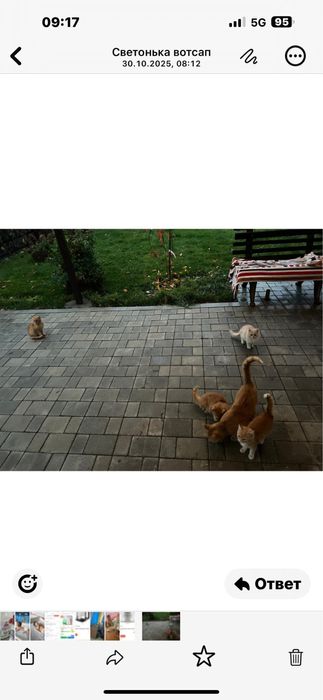 Отдам бесплатно котят рыжих и симпатичных