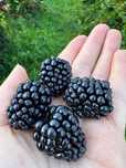 Vand mure Thornfree