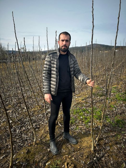 Nuci Chandler Prun galben.Alun.Ciresi.Mar.Prun.Migdal. Aronia.Soc.Tei.
