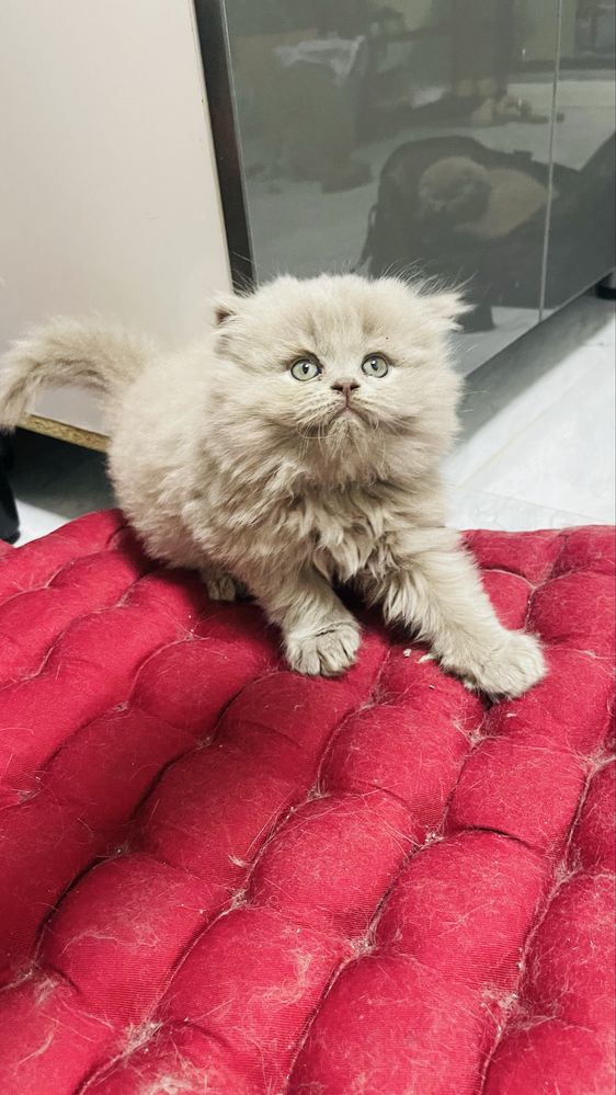 Скоттиш страйд мальчик