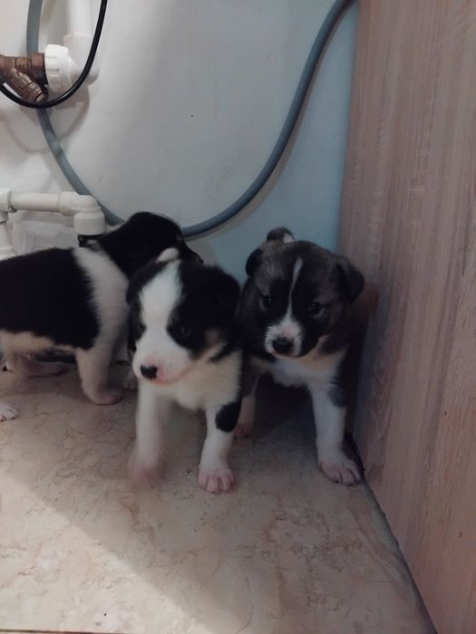 Spre adopție catei