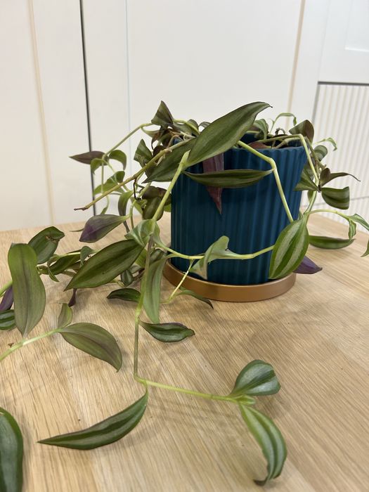 Традесканция комнатные цветы