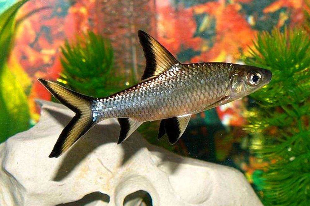 Аквариумные рыбки! Акулий Балу или Акулий Барбус 6 см!