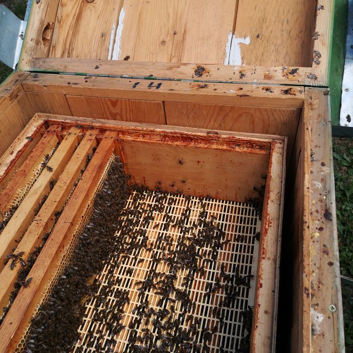 Vind 5---10 Familii de albine  Regine Carpatine din 2025