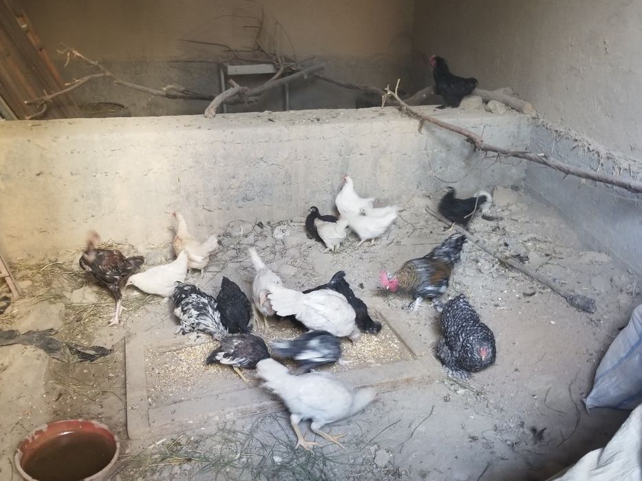 Yaponcha xarxili bor 70dan 100mingacha