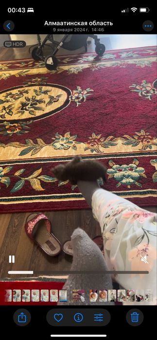 Ковер красный большой 5:2,5