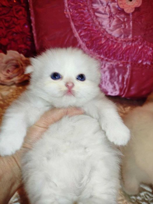 Бронируются котята