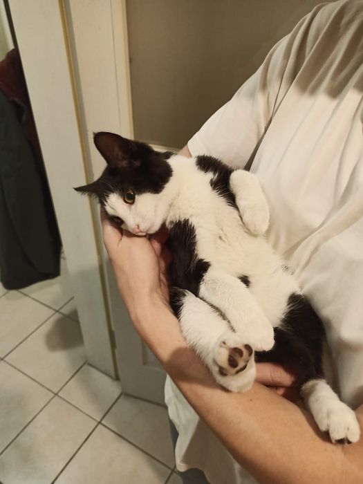 Котик 5 мес ищет дом