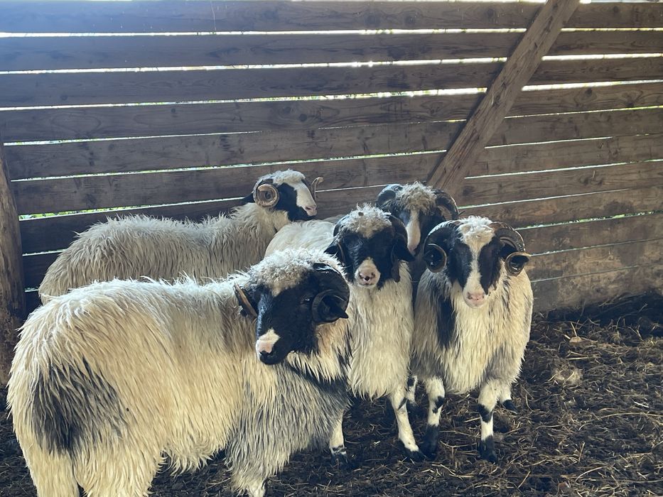 Carlani si miori brezi